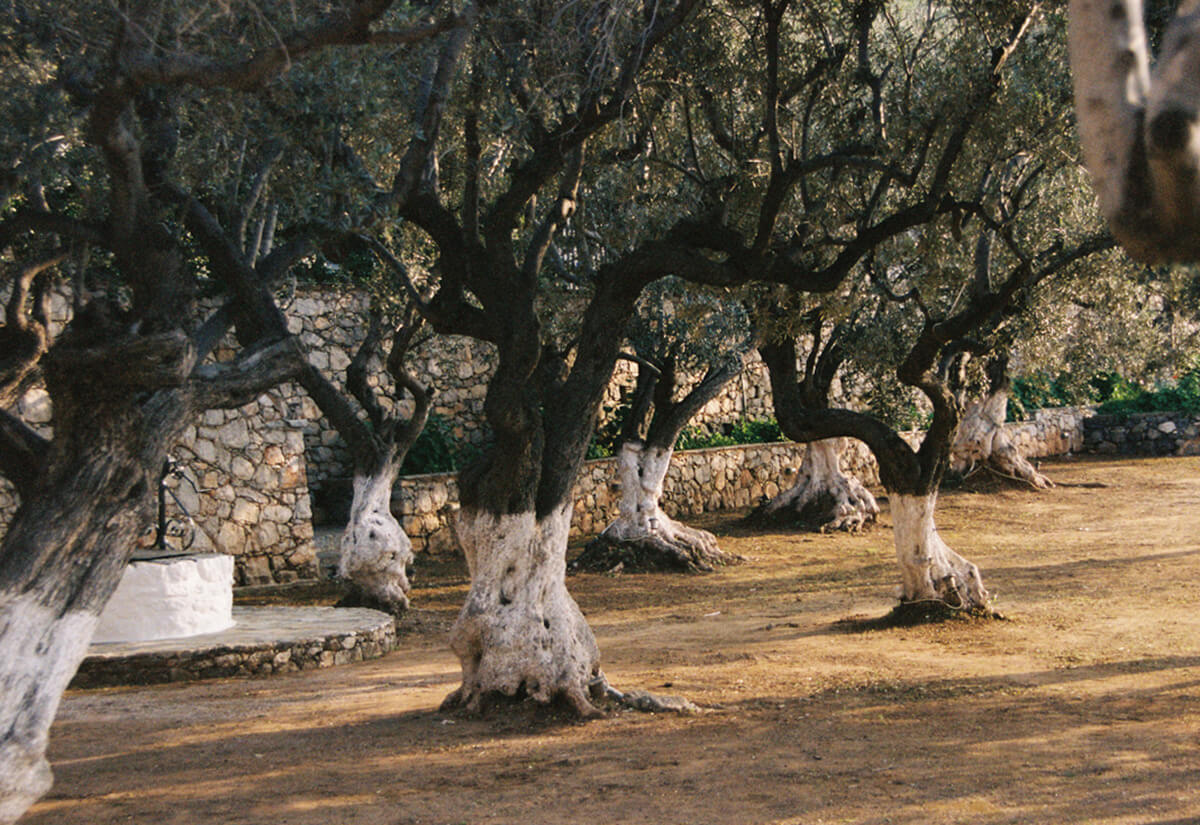 Bellevalia Olive Grove Residency